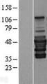 PEX14 Protein - Western validation with an anti-DDK antibody * L: Control HEK293 lysate R: Over-expression lysate