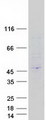 PEX16 Protein - Purified recombinant protein PEX16 was analyzed by SDS-PAGE gel and Coomassie Blue Staining