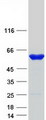PFKFB1 Protein - Purified recombinant protein PFKFB1 was analyzed by SDS-PAGE gel and Coomassie Blue Staining