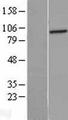 PFKL Protein - Western validation with an anti-DDK antibody * L: Control HEK293 lysate R: Over-expression lysate