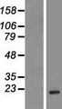 PFN3 Protein - Western validation with an anti-DDK antibody * L: Control HEK293 lysate R: Over-expression lysate