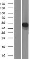 PGA3 Protein - Western validation with an anti-DDK antibody * L: Control HEK293 lysate R: Over-expression lysate