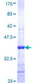 PGAM5 Protein - 12.5% SDS-PAGE Stained with Coomassie Blue.