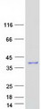 PGAM5 Protein - Purified recombinant protein PGAM5 was analyzed by SDS-PAGE gel and Coomassie Blue Staining