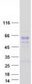 PGCP / Aminopeptidase Protein - Purified recombinant protein CPQ was analyzed by SDS-PAGE gel and Coomassie Blue Staining
