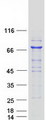 PGM2 Protein - Purified recombinant protein PGM2 was analyzed by SDS-PAGE gel and Coomassie Blue Staining