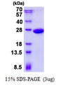 PGPEP1 Protein