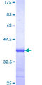 PHF1 Protein - 12.5% SDS-PAGE Stained with Coomassie Blue.