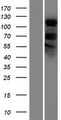 PHF2 Protein - Western validation with an anti-DDK antibody * L: Control HEK293 lysate R: Over-expression lysate