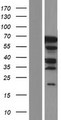 PHF20L1 Protein - Western validation with an anti-DDK antibody * L: Control HEK293 lysate R: Over-expression lysate