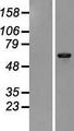 PHKA1 Protein - Western validation with an anti-DDK antibody * L: Control HEK293 lysate R: Over-expression lysate