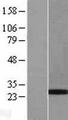 PHOX2B Protein - Western validation with an anti-DDK antibody * L: Control HEK293 lysate R: Over-expression lysate