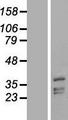 PHYHIP Protein - Western validation with an anti-DDK antibody * L: Control HEK293 lysate R: Over-expression lysate