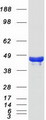 PHYHIPL Protein - Purified recombinant protein PHYHIPL was analyzed by SDS-PAGE gel and Coomassie Blue Staining
