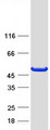 PHYKPL / AGXT2L2 Protein - Purified recombinant protein PHYKPL was analyzed by SDS-PAGE gel and Coomassie Blue Staining