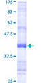 PIGH Protein - 12.5% SDS-PAGE Stained with Coomassie Blue.