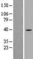 PIGK Protein - Western validation with an anti-DDK antibody * L: Control HEK293 lysate R: Over-expression lysate