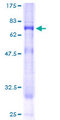 PIGO Protein - 12.5% SDS-PAGE of human PIGO stained with Coomassie Blue
