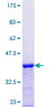 PIGQ Protein - 12.5% SDS-PAGE Stained with Coomassie Blue.