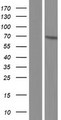 PIGS Protein - Western validation with an anti-DDK antibody * L: Control HEK293 lysate R: Over-expression lysate