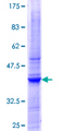 PIGT Protein - 12.5% SDS-PAGE Stained with Coomassie Blue