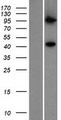 PIGV Protein - Western validation with an anti-DDK antibody * L: Control HEK293 lysate R: Over-expression lysate