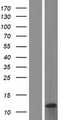 PIGY Protein - Western validation with an anti-DDK antibody * L: Control HEK293 lysate R: Over-expression lysate