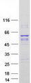PIK3R3 / p85 Gamma Protein - Purified recombinant protein PIK3R3 was analyzed by SDS-PAGE gel and Coomassie Blue Staining