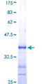 PIK3R4 Protein - 12.5% SDS-PAGE Stained with Coomassie Blue.