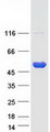 PIP4K2B Protein - Purified recombinant protein PIP4K2B was analyzed by SDS-PAGE gel and Coomassie Blue Staining