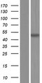 PIP5KL1 Protein - Western validation with an anti-DDK antibody * L: Control HEK293 lysate R: Over-expression lysate