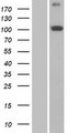 PITRM1 / MP1 Protein - Western validation with an anti-DDK antibody * L: Control HEK293 lysate R: Over-expression lysate