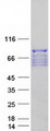PKP3 / Plakophilin 3 Protein - Purified recombinant protein PKP3 was analyzed by SDS-PAGE gel and Coomassie Blue Staining
