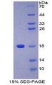 PLA2G2A / SPLA2 Protein - Recombinant Phospholipase A2, Group IIA By SDS-PAGE