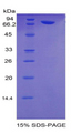 PLAA Protein - Recombinant Phospholipase A2 Activating Protein By SDS-PAGE