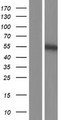 PLAG1 Protein - Western validation with an anti-DDK antibody * L: Control HEK293 lysate R: Over-expression lysate