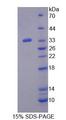 PLCD3 Protein - Recombinant Phospholipase C Delta 3 (PLCd3) by SDS-PAGE