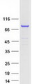 PLCD4 Protein - Purified recombinant protein PLCD4 was analyzed by SDS-PAGE gel and Coomassie Blue Staining