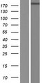 PLCH1 Protein - Western validation with an anti-DDK antibody * L: Control HEK293 lysate R: Over-expression lysate