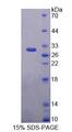 PLCH2 Protein - Recombinant Phospholipase C Eta 2 (PLCh2) by SDS-PAGE