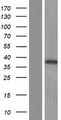 PLCXD2 Protein - Western validation with an anti-DDK antibody * L: Control HEK293 lysate R: Over-expression lysate