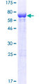 PLEKHA1 Protein - 12.5% SDS-PAGE of human PLEKHA1 stained with Coomassie Blue