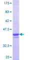 PLEKHA1 Protein - 12.5% SDS-PAGE Stained with Coomassie Blue.