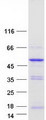 PLEKHA1 Protein - Purified recombinant protein PLEKHA1 was analyzed by SDS-PAGE gel and Coomassie Blue Staining