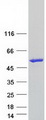 PLEKHA2 Protein - Purified recombinant protein PLEKHA2 was analyzed by SDS-PAGE gel and Coomassie Blue Staining