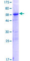 PLEKHA3 Protein - 12.5% SDS-PAGE of human PLEKHA3 stained with Coomassie Blue