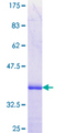 PLEKHA3 Protein - 12.5% SDS-PAGE Stained with Coomassie Blue.