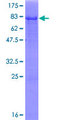 PLEKHA8 Protein - 12.5% SDS-PAGE of human PLEKHA8 stained with Coomassie Blue