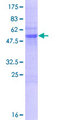 PLEKHB2 Protein - 12.5% SDS-PAGE of human PLEKHB2 stained with Coomassie Blue