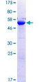PLEKHF2 Protein - 12.5% SDS-PAGE of human PLEKHF2 stained with Coomassie Blue